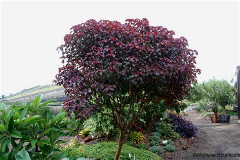 caribbean copper tree